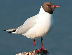 Black-headed Gull