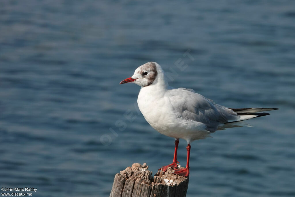 Mouette rieuse