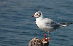 Mouette rieuse