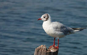 Black-headed Gull