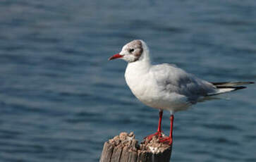 Mouette rieuse