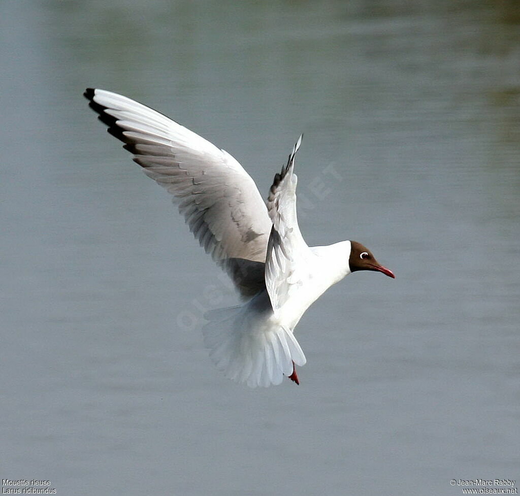 Mouette rieuse