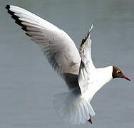 Mouette rieuse