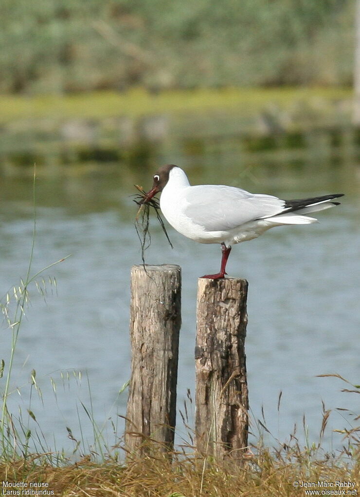 Mouette rieuse