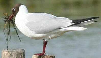 Mouette rieuse