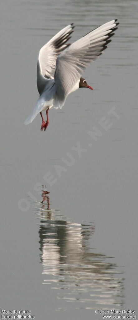 Mouette rieuse