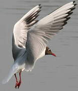 Mouette rieuse