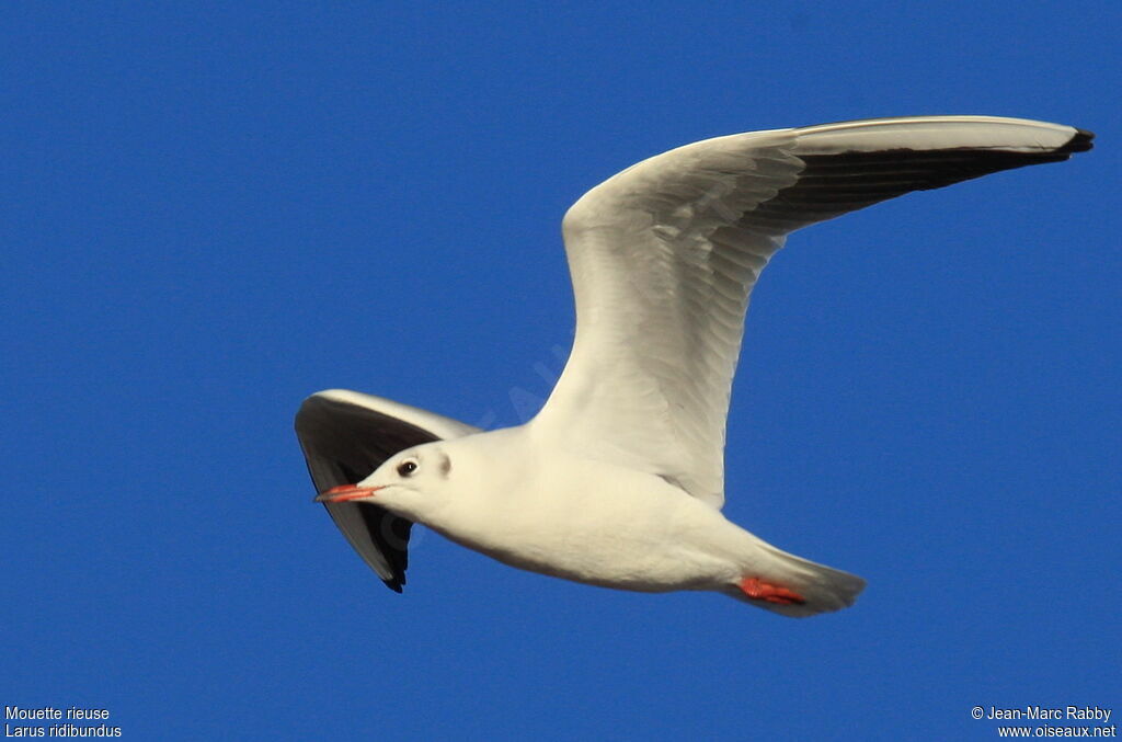 Mouette rieuse