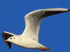 Mouette rieuse