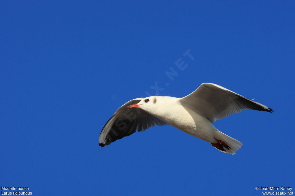 Mouette rieuse