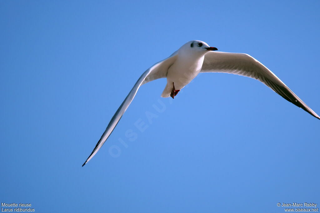 Mouette rieuse