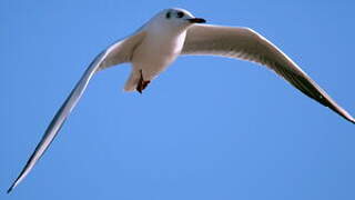 Black-headed Gull