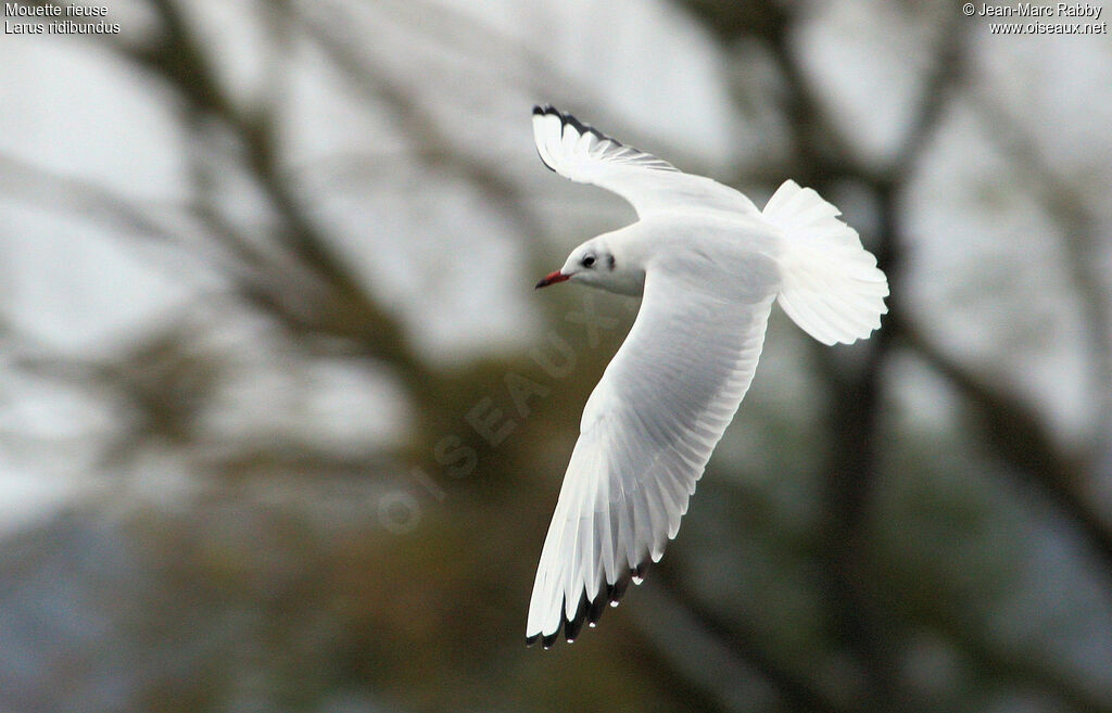 Mouette rieuseadulte internuptial