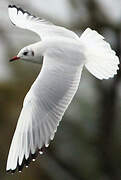 Mouette rieuse