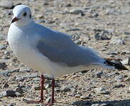 Mouette rieuse