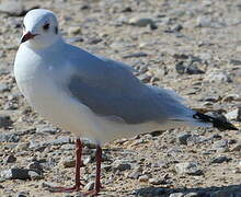 Mouette rieuse