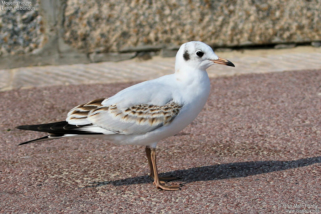 Black-headed Gulljuvenile, identification