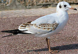 Mouette rieuse