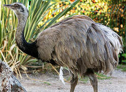 Greater Rhea