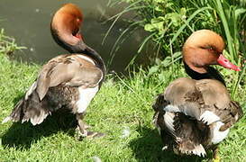 Red-crested Pochard