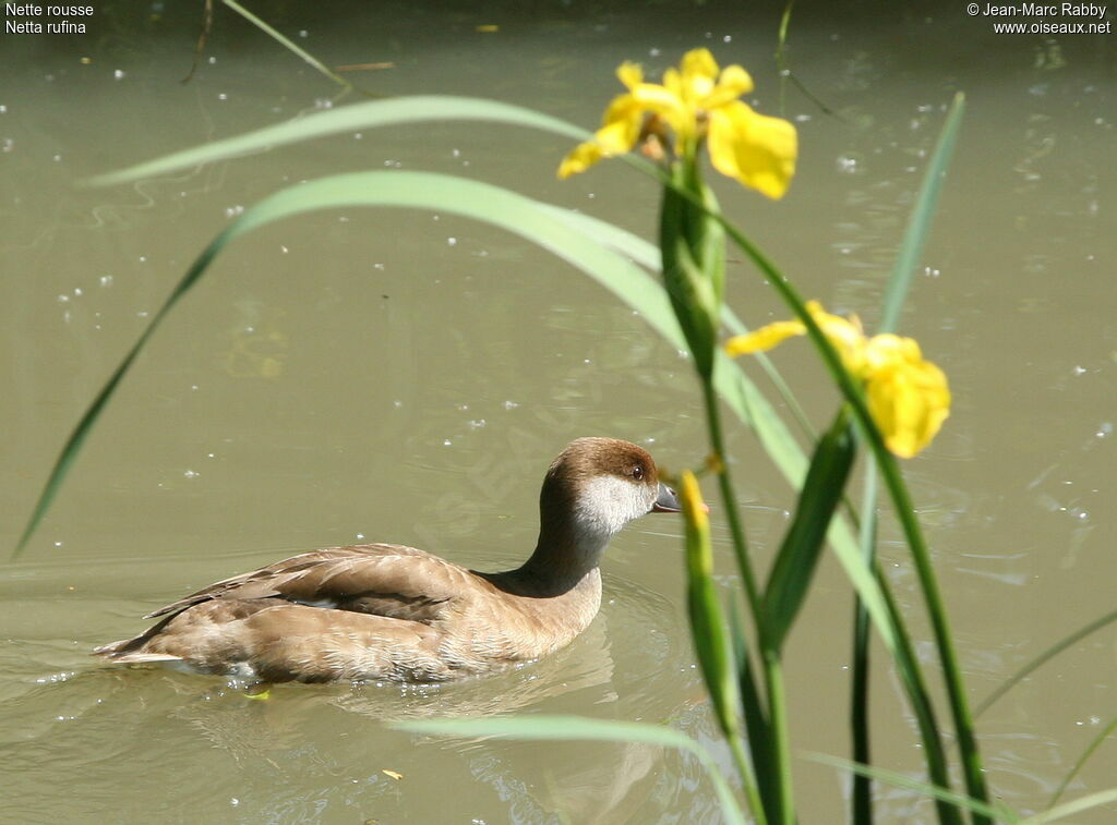 Nette rousse femelle, identification