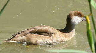 Red-crested Pochard