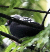 Grey-headed Nigrita