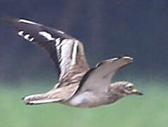 Eurasian Stone-curlew