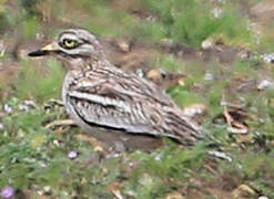 Eurasian Stone-curlew