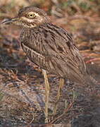 Water Thick-knee