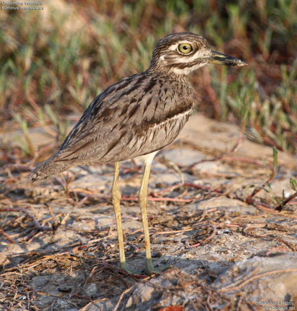 Water Thick-knee