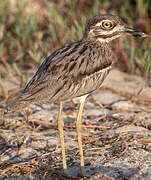 Water Thick-knee