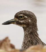 Water Thick-knee