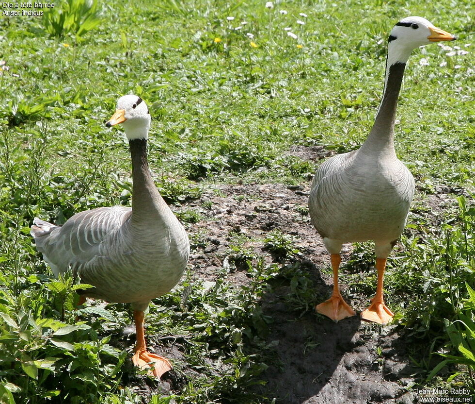 Oie à tête barrée , identification