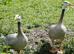 Bar-headed Goose