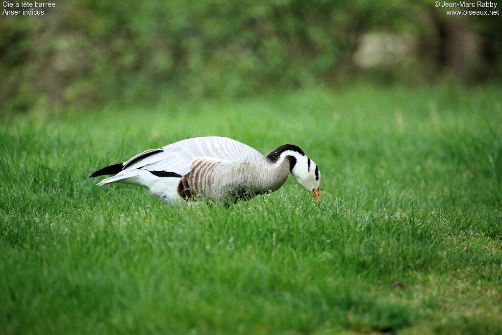 Bar-headed Goose, identification