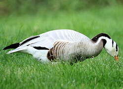 Bar-headed Goose