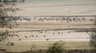 Greylag Goose