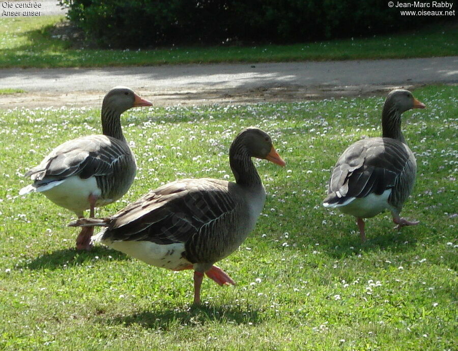 Greylag Goose, identification