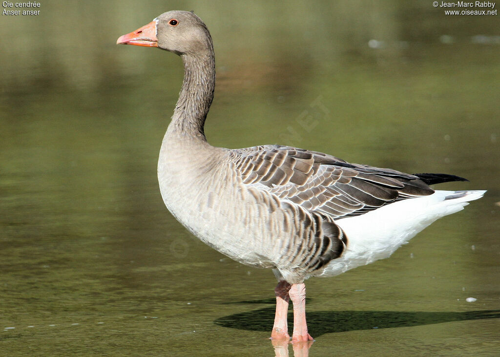 Oie cendrée, identification