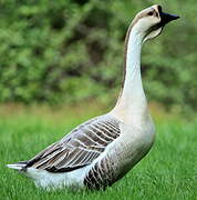 Swan Goose