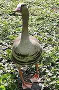 Greater White-fronted Goose