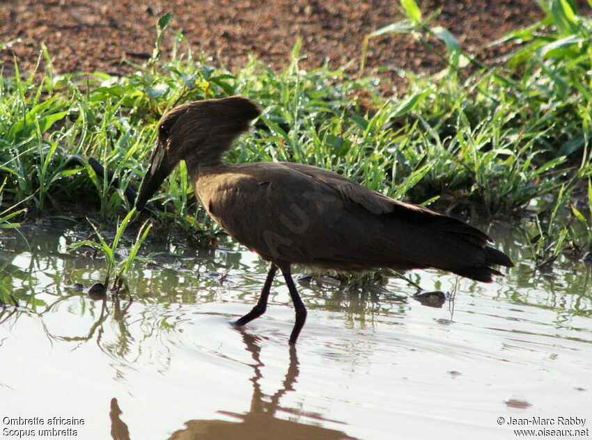 Hamerkop