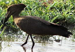 Hamerkop