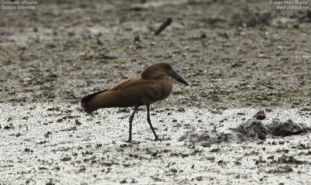 Hamerkop, identification