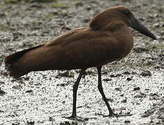 Hamerkop