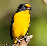 Violaceous Euphonia