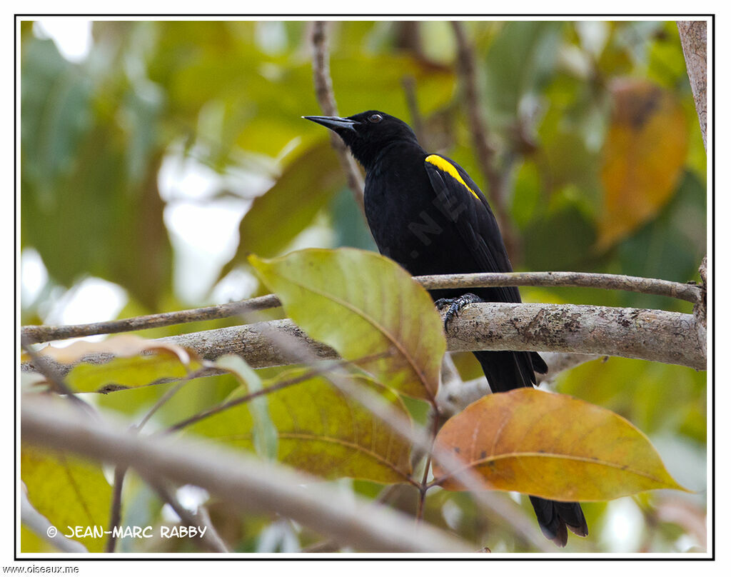 Oriole à épaulettes, identification