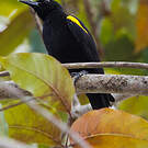 Oriole à épaulettes