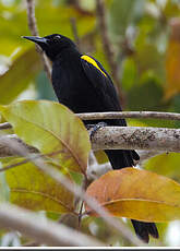 Oriole à épaulettes